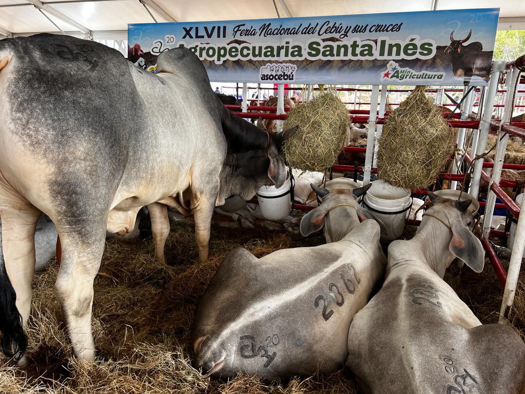 Expocebú 2024 abre sus puertas para exhibir imponentes ejemplares del ganado vacuno